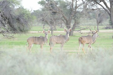 Three male Kudu (Tragelaphus stepticeros), Kalahari desert