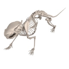 realistic 3d render of mouse skeleton
