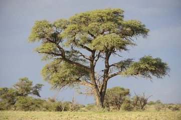 Acacia. Camelthorn Tree in Kalahari Desert