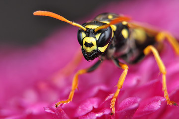 Hornet on chrysanthemum