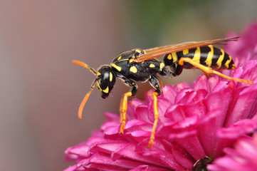 Hornet on chrysanthemum