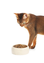 .Abyssinian cat looking at a bowl of food