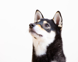 Black shiba looking up