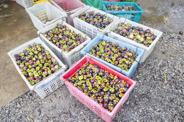 Fresh mangoteens for sell to the market