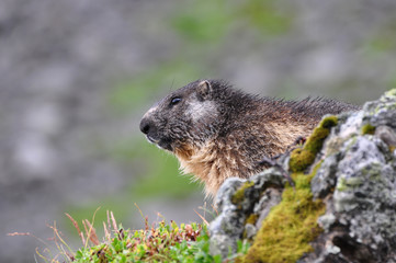 Naklejka na ściany i meble marmot, marmota