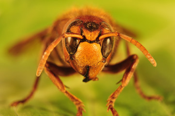 Giant hornet, Vespa crabro