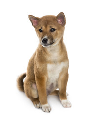 Shiba Inu puppy sitting (3 months old), isolated on white