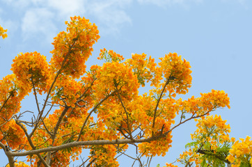 Beautiful peacock flowers with blue sky,Thailand