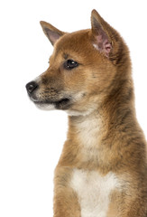 side view of a Shiba Inu puppy (3 months old)