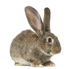 Fototapeta premium Rabbit, isolated on white