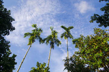 beautiful green forest in summer