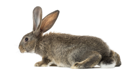 Rabbit, isolated on white