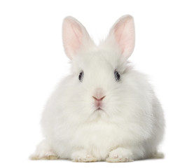 White Rabbit, isolated on white