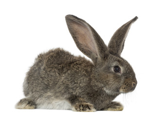 Obraz premium Rabbit, isolated on white
