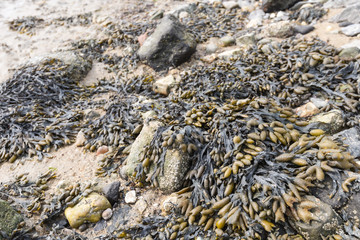 Washed ashore seaweed on the beach
