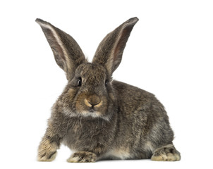 Fototapeta na wymiar Rabbit, isolated on white