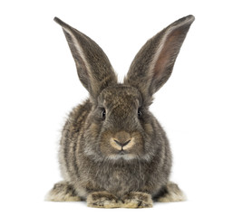 front view of a Rabbit, isolated on white
