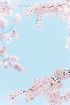 桜　青空　晴天　フレーム