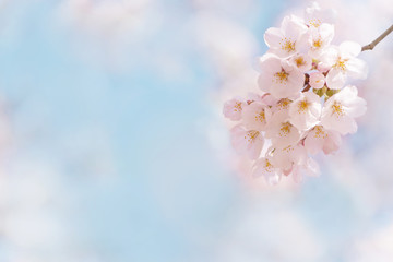 桜　晴天　青空