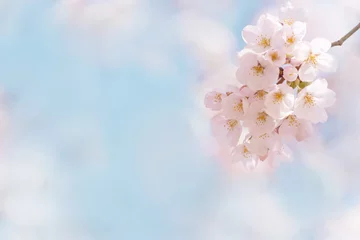 Rollo Kirschblüten sonniger blauer Himmel © Chikako Kamitori