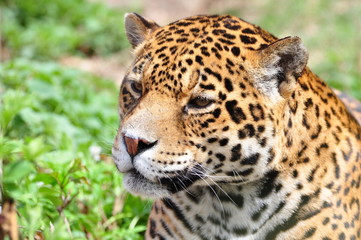 Fototapeta na wymiar Jaguar głowy, Panthera onca