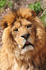 lion head, Panthera leo