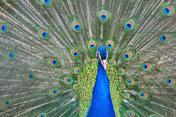 Obraz premium Peacock with feathers out