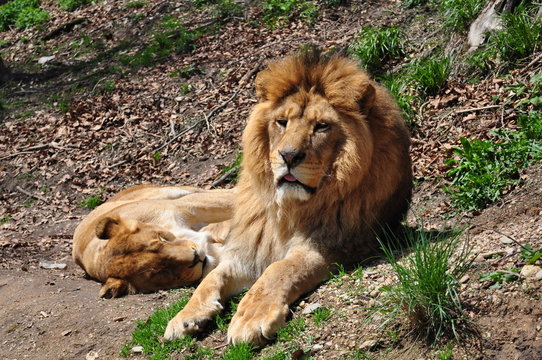Lion and lioness resting
