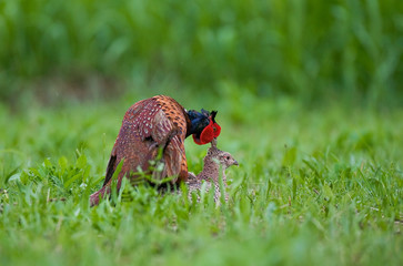 Pheasant