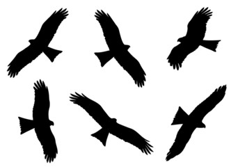Black Kite in flight silhouettes