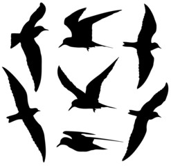 Naklejka premium Common Tern in flight silhouettes