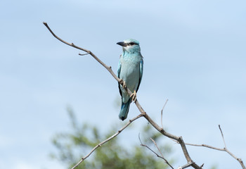 blue european roller in kruger national park