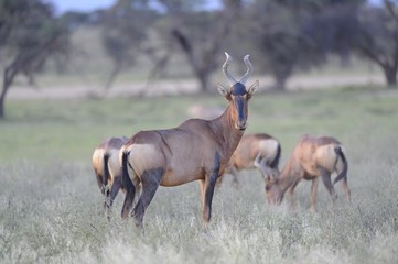 Red Hartebeest (Alcelaphus caama), Kgalagadi Transfrontier parrk