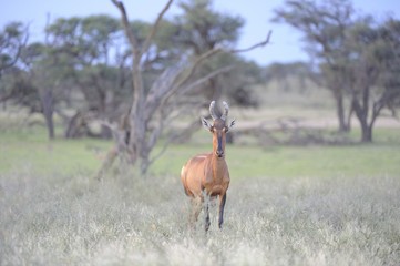 Red Hartebeest (Alcelaphus caama), Kgalagadi Transfrontier parrk