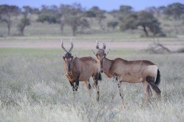 Red Hartebeest (Alcelaphus caama), Kgalagadi Transfrontier parrk