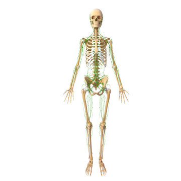 3d skeleton with lymphatic system