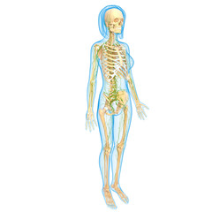 Fototapeta premium Anatomy of female lymphatic system
