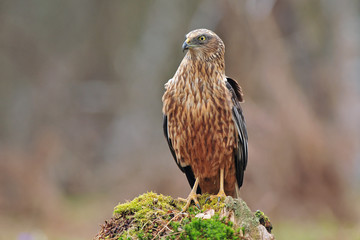 Marsh harrier