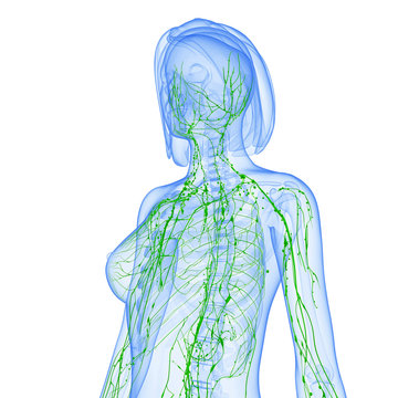 3d Anatomy of  female lymphatic system