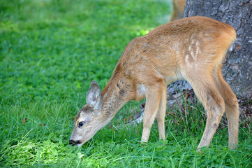 Whitetail deer eating