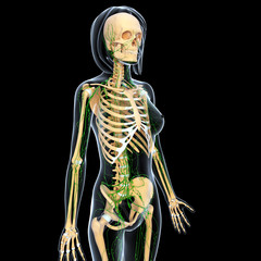 3d female skeleton with lymphathic system in black