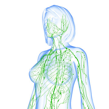 3d Anatomy of female lymphatic system