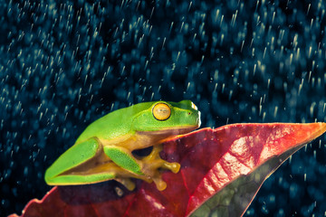 Little green tree frog sitting on red leaf