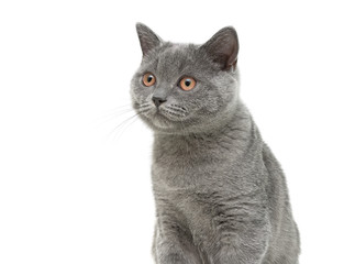 cat close-up on white background