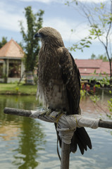 Falco, single female on post