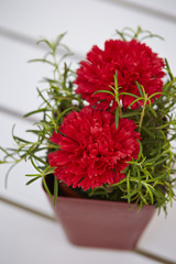 Carnations