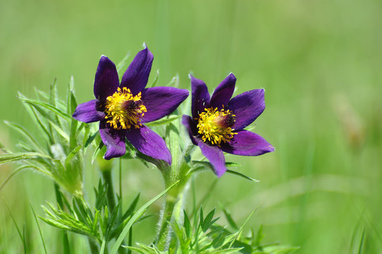 pasque flower, Pulsatilla patens