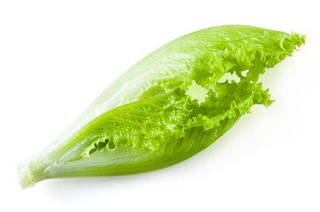 Green salad leaf isolated