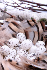 Bird's nest with eggs surrounded by willow twigs - obrazy, fototapety, plakaty