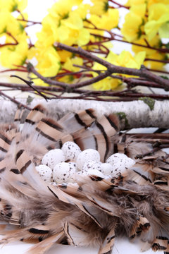 Bird's nest with eggs surrounded by willow twigs